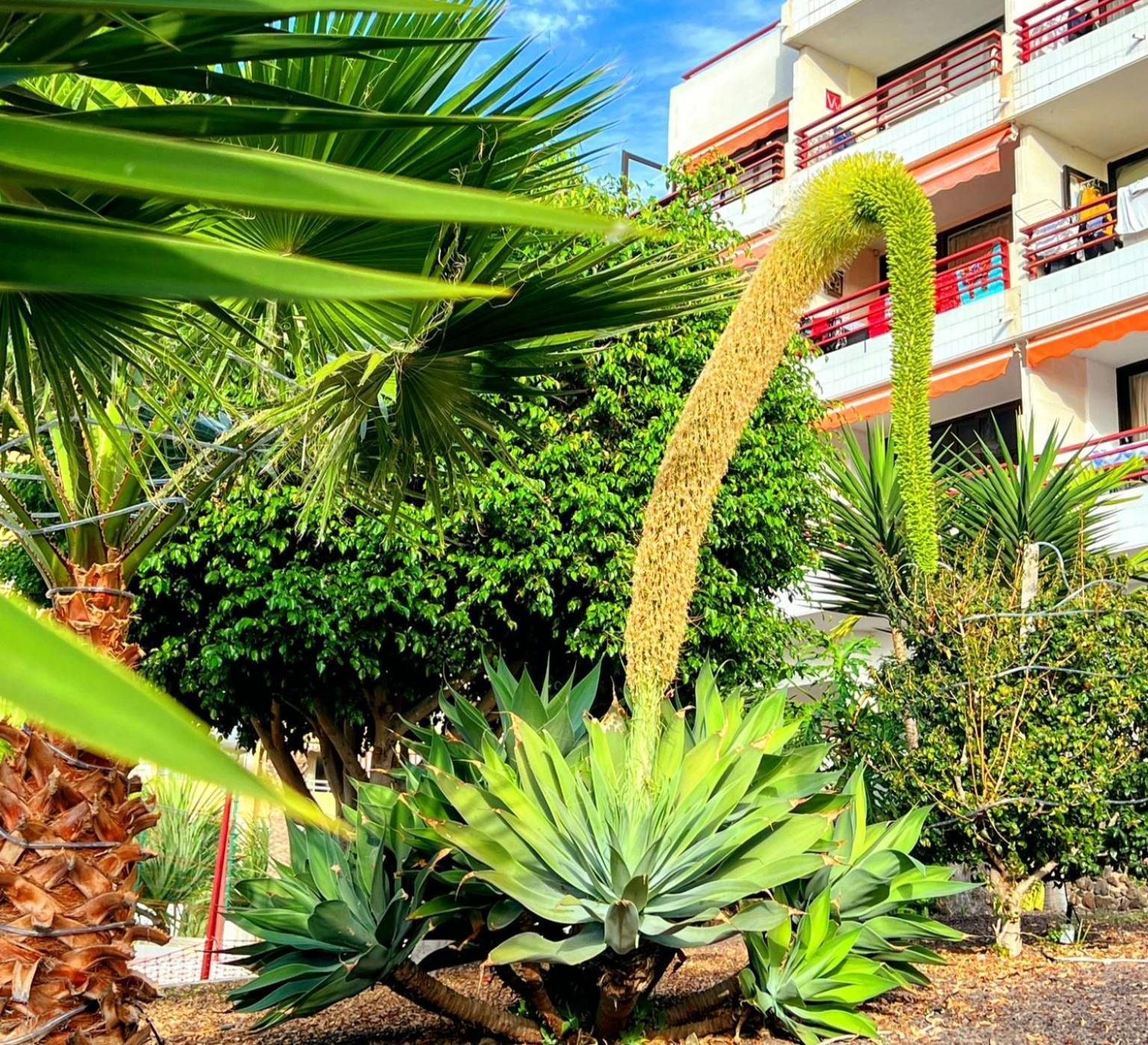 Paulmarie Apartment In Olympia Playa de las Americas  Exterior foto